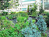 Зеленый дворик, садово-парковый центр